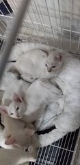 Siamese  Siblings  - Siamese Cat