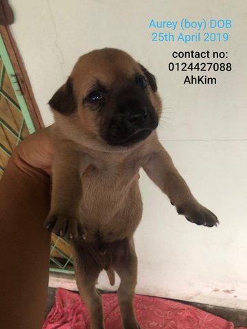 Arlo Aurey Adopted - Mixed Breed Dog