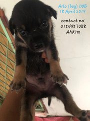 Arlo Aurey Adopted - Mixed Breed Dog
