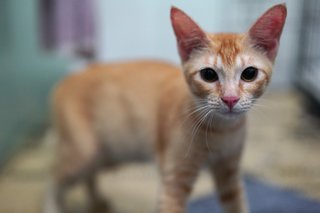 Siti - Domestic Short Hair Cat