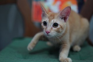 Siti - Domestic Short Hair Cat