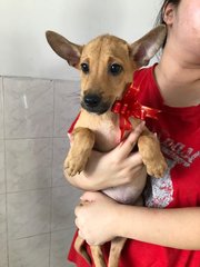 Bettany  - Labrador Retriever Mix Dog