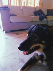 Daiisy - Labrador Retriever Mix Dog