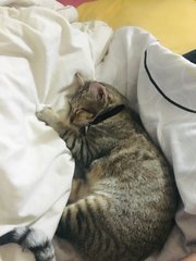 Yumiko - Domestic Short Hair Cat