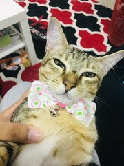 Yumiko - Domestic Short Hair Cat