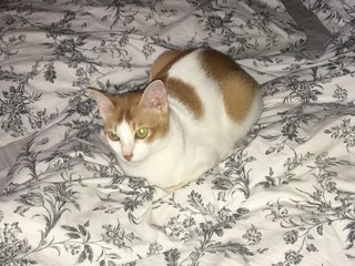 Spotty  - Domestic Medium Hair Cat