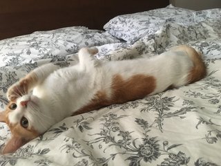 Spotty  - Domestic Medium Hair Cat