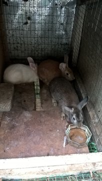3 Rabbits - Bunny Rabbit Rabbit