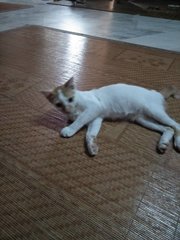 Simon - Domestic Medium Hair Cat