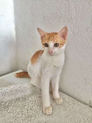 Oat  - Domestic Short Hair Cat