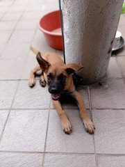 Golden - Mixed Breed Dog