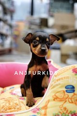 Quality Black Tan Mini Pinscher Ppies  - Miniature Pinscher Dog