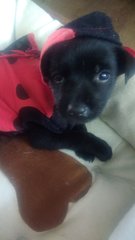  Jingle Bell ( Female Mongrel Pup) - Mixed Breed Dog