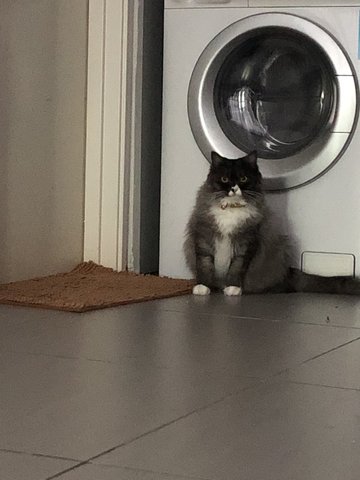 Oreo Mcflurry  - Domestic Long Hair + Persian Cat