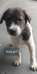 Baby (Adopted) - Mixed Breed Dog