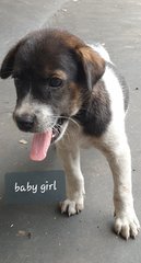 Baby (Adopted) - Mixed Breed Dog