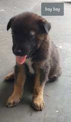 Boy Boy (Adopted) - Mixed Breed Dog
