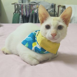 Chowder - Domestic Short Hair Cat