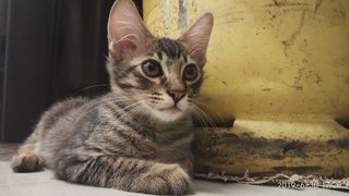 Tigger - Abyssinian + Ocicat Cat