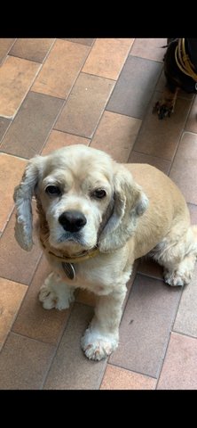 Max  - Cocker Spaniel Dog