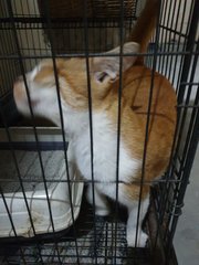 Benie - Domestic Short Hair Cat