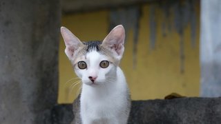 PF94746 - Domestic Short Hair Cat
