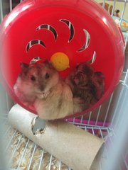 White&amp;black - Short Dwarf Hamster Hamster