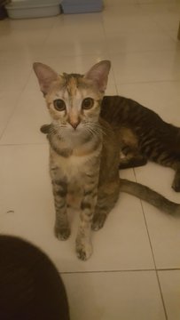 Sazzy - Tabby Cat