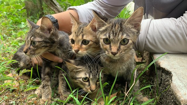 The Kittens Band - Domestic Short Hair Cat