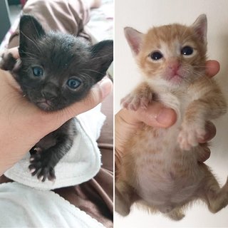 When we first found them. The sweetest little chonks!