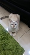 Blue - Siamese Cat