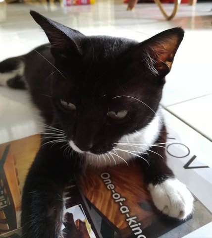 Tuxie - Tuxedo Cat