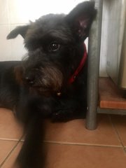 Schnauzer For Adoption  - Schnauzer Dog