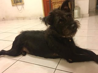 Schnauzer For Adoption  - Schnauzer Dog