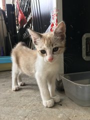 Kitties! - Domestic Short Hair Cat