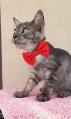 Smokey - Domestic Short Hair Cat