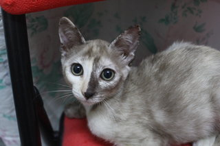 Female (Gray) adopted on 29 July 2019