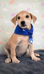 Male Puppies For Adoption  - Mixed Breed Dog