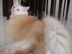 Chika Ramieca - Domestic Long Hair Cat