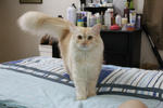 Chika Ramieca - Domestic Long Hair Cat