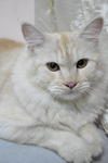 Chika Ramieca - Domestic Long Hair Cat