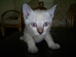PF9588 - Siamese + Domestic Medium Hair Cat