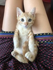 Morty - Domestic Short Hair Cat