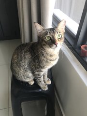 Clementine - Domestic Short Hair Cat