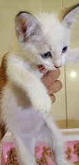PF95023 - Javanese Cat