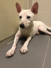 Little White  - Mixed Breed Dog