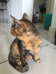 Ella - Domestic Short Hair + Calico Cat
