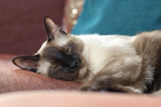 Bobbie &amp; Oskar - Domestic Short Hair + Siamese Cat