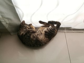 Pipi - Domestic Short Hair + Tabby Cat