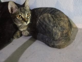 Pipi - Domestic Short Hair + Tabby Cat